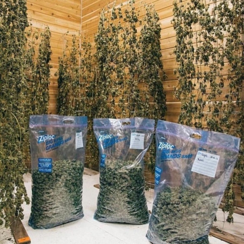 Order Weed Online now